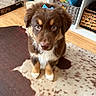 Cooper joined the competition — help win amazing prizes! puppy, dog, brown, blue_bow, pet, indoor, carpet, floor, storage, basket, wood_floor, cute, animal, fur, looking, sitting, young_dog, domestic_animal, household, adorable