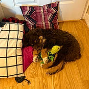 Cooper is registered to the contest to win money with this photo: puppy, dog, sleeping, plush_toy, turtle_toy, pillow, plaid_pattern, checkered_pattern, wooden_floor, indoors, resting, cozy, cute, pet, fur, sleep, animal, soft, home, comfort