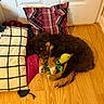 puppy, dog, sleeping, plush_toy, turtle_toy, pillow, plaid_pattern, checkered_pattern, wooden_floor, indoors, resting, cozy, cute, pet, fur, sleep, animal, soft, home, comfort