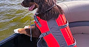 Cooper joined the competition — help win amazing prizes! dog, life_jacket, boat, water, lake, outdoor, animal, pet, side_view, fur, tongue, sunny, daytime, adventure, leisure, recreation, nature, canine, brown_dog, happy