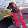 dog, life_jacket, boat, water, lake, outdoor, animal, pet, side_view, fur, tongue, sunny, daytime, adventure, leisure, recreation, nature, canine, brown_dog, happy