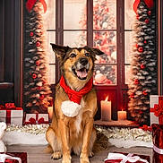 Xéna a rejoint le concours — aidez-le/la à gagner de superbes lots ! accessories, animal, architecture, bag, building, candle, canine, couch, dog, festival, furniture, germanshepherd, gift, handbag, indoors, interiordesign, livingroom, pet, puppy, room