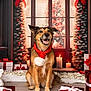 accessories, animal, architecture, bag, building, candle, canine, couch, dog, festival, furniture, germanshepherd, gift, handbag, indoors, interiordesign, livingroom, pet, puppy, room