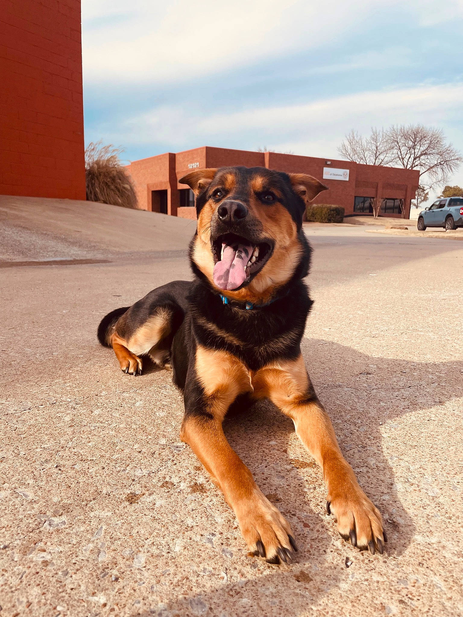 Luka is registered to the contest to win money with this photo: asphalt, ball, canidae, carnivore, cloud, collar, companion_dog, dog, dog_breed, dog_collar, fawn, leash, old_german_shepherd_dog, paw, road_surface, sky, snout, sporting_group, tail, wheel