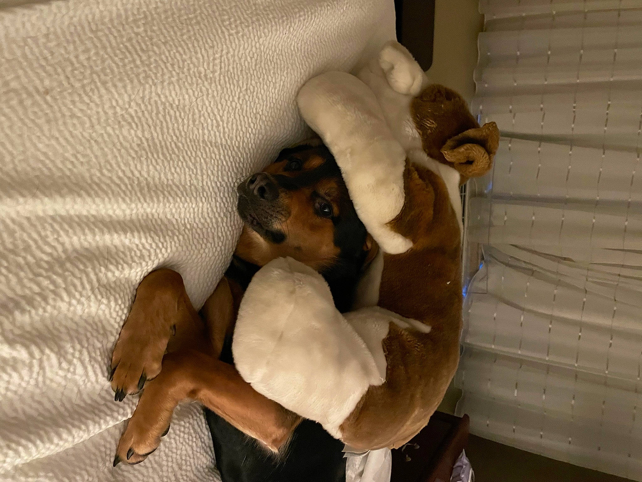 Luka is registered to the contest to win money with this photo: carnivore, comfort, companion_dog, dog, dog_breed, fawn, felidae, fur, hardwood, linens, non_sporting_group, paw, puppy, room, small_to_medium_sized_cats, snout, tail, toy_dog, wood, working_animal