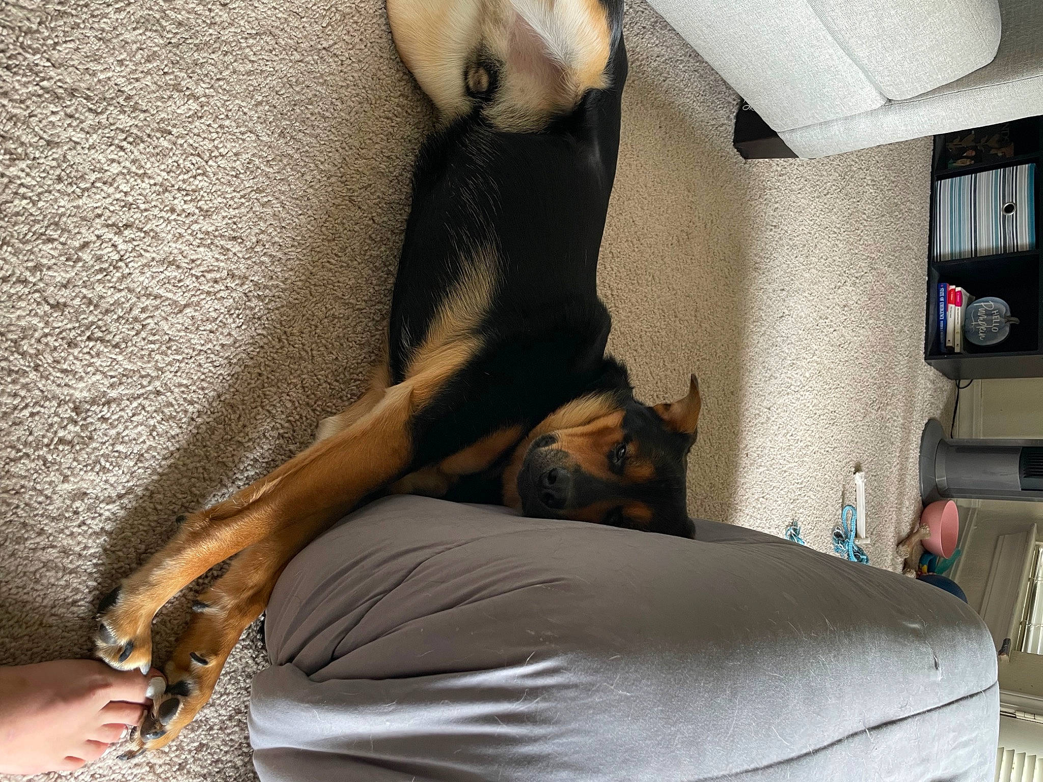 Luka is registered to the contest to win money with this photo: canidae, carnivore, comfort, companion_dog, couch, dog, dog_breed, fawn, felidae, fur, grey, hardwood, human_leg, linens, room, small_to_medium_sized_cats, sporting_group, tail, whiskers, window