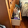 cat, drawer, dresser, clothes, wooden_furniture, bedroom, bed, blanket, floor, curious, indoor, pet, feline, resting, cozy, home, comfort, animal, domestic, folded_clothes
