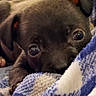 puppy, dog, close_up, black_dog, blanket, cozy, cute, animal, pet, fur, snuggling, eyes, soft, indoor, young, mammal, companion, portrait, resting, warm