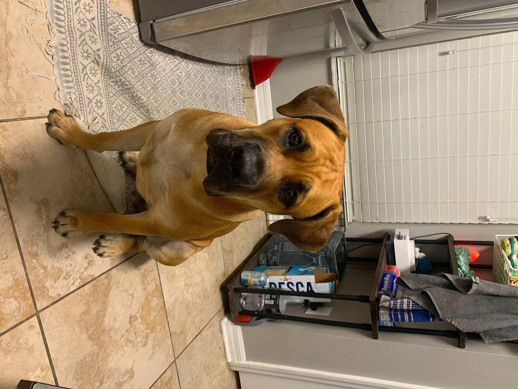 Apollo joined the competition — help win amazing prizes! animal_shelter, canidae, carnivore, collar, companion_dog, dog, dog_breed, dog_collar, dog_supply, fawn, flooring, guard_dog, non_sporting_group, pet_supply, snout, sporting_group, tile_flooring, working_animal, working_dog
