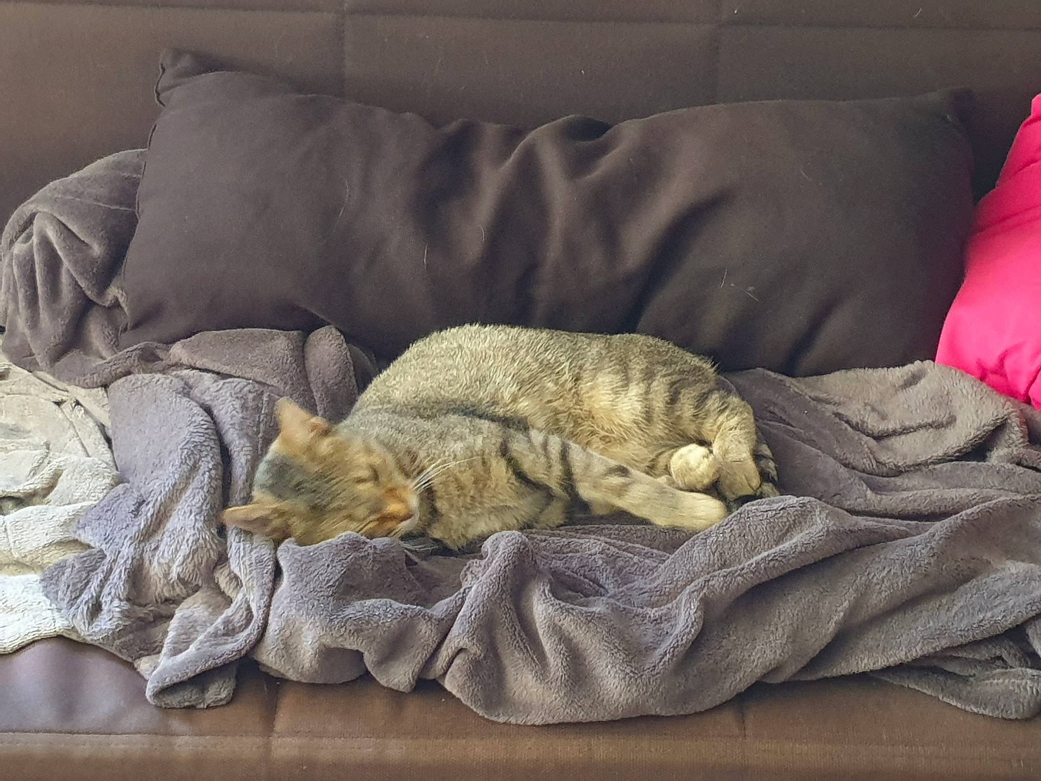 Osséa participe au concours pour gagner de l'argent avec cette photo : bed, bed_sheet, bedding, bedtime, carnivore, cat, comfort, couch, felidae, fur, furniture, kitten, linens, nap, pillow, room, sleep, small_to_medium_sized_cats, textile, whiskers