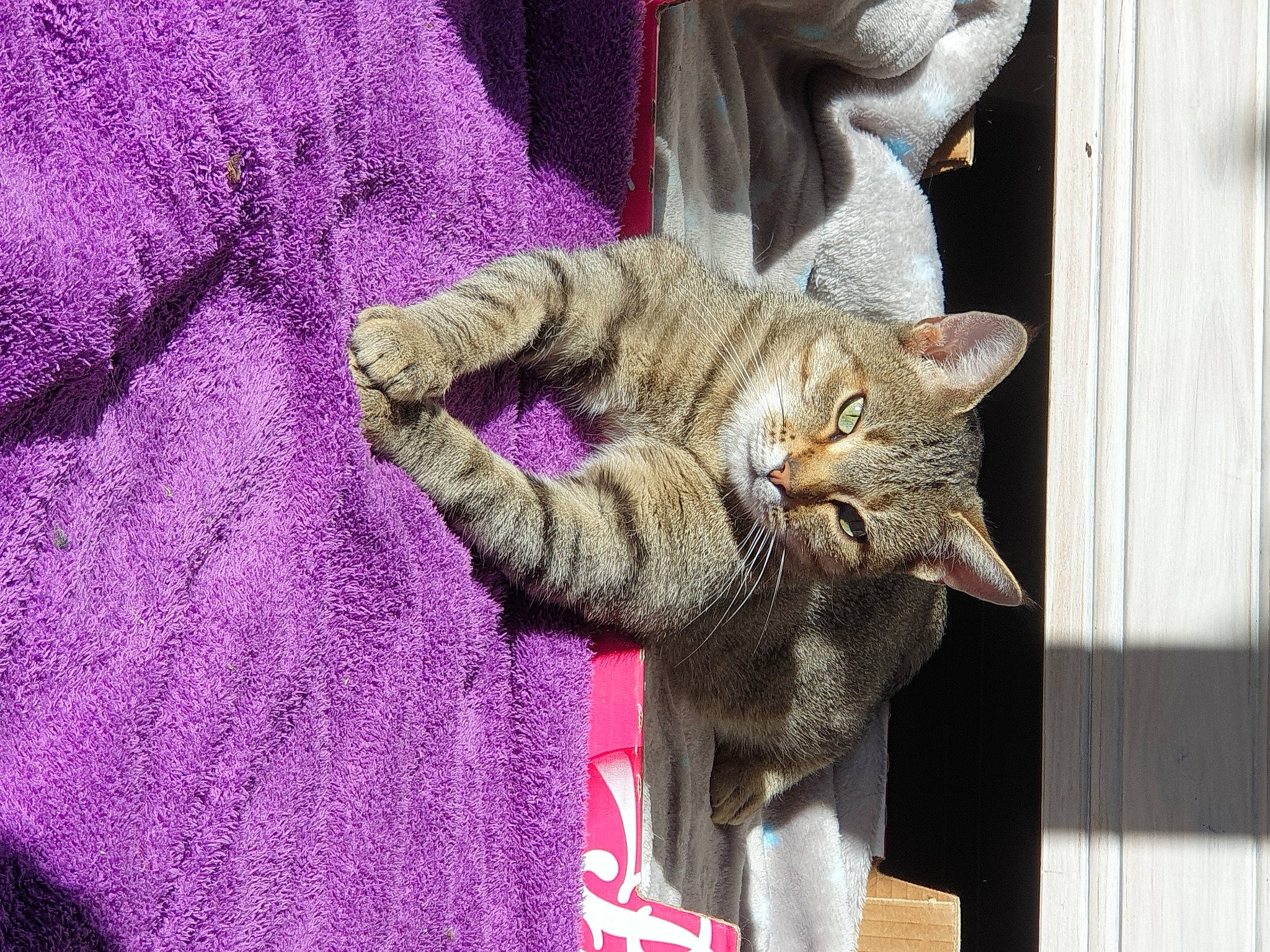 Osséa participe au concours pour gagner de l'argent avec cette photo : asian, california_spangled, carnivore, cat, chausie, domestic_short_haired_cat, dragon_li, european_shorthair, felidae, fur, german_rex, kitten, mammal, ocicat, pink, pixie_bob, polydactyl_cat, small_to_medium_sized_cats, tabby_cat, whiskers