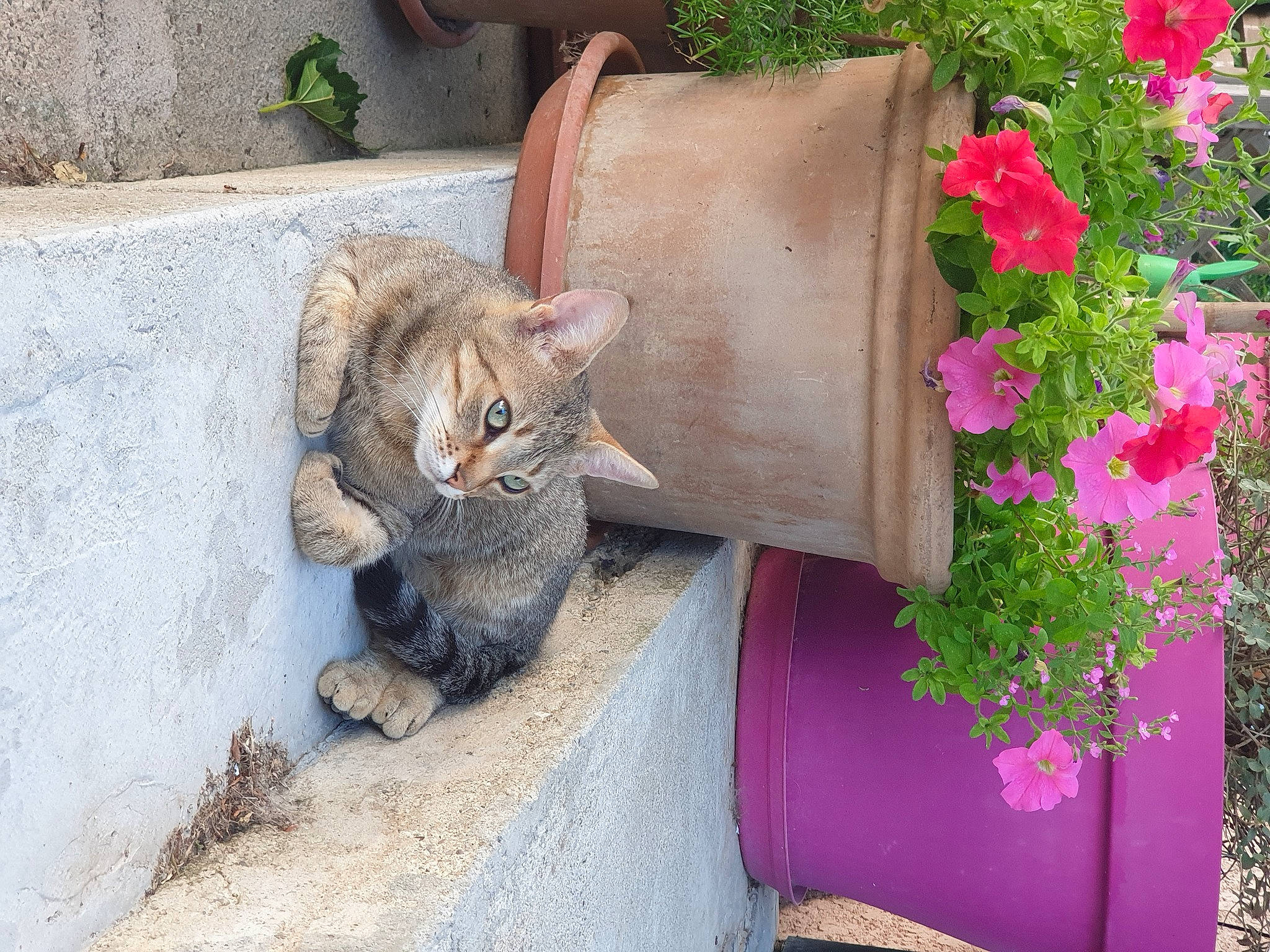 Osséa participe au concours pour gagner de l'argent avec cette photo : aegean_cat, asian, british_shorthair, carnivore, cat, domestic_short_haired_cat, european_shorthair, fawn, felidae, flowerpot, organism, pink, plant, polydactyl_cat, small_to_medium_sized_cats, tabby_cat, tail, whiskers, wild_cat
