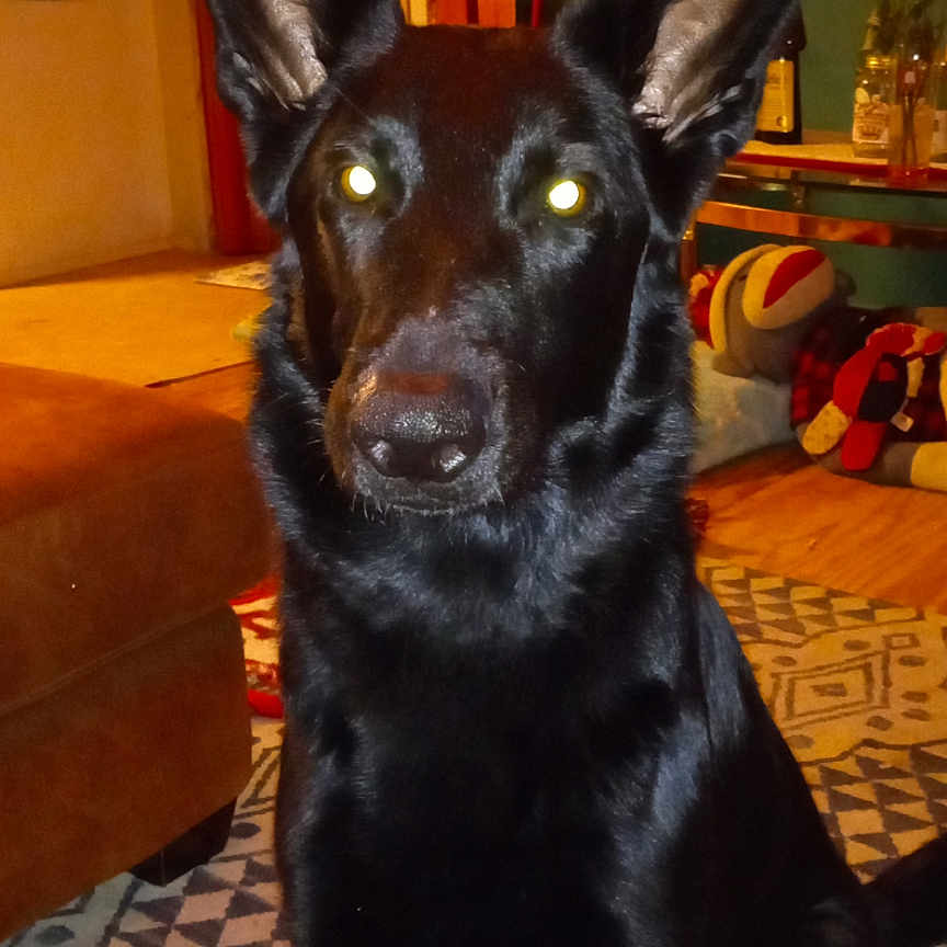 Layla Renee Pate joined the competition — help win amazing prizes! animal, black_dog, canine, carpet, companion, cute, dog, domestic_animal, ears, flash, floor, furniture, glowing_eyes, home, indoor, living_room, mammal, pets, portrait, sitting