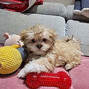 Kalyne participe au concours pour gagner de l'argent avec cette photo : puppy, dog, toy, plush_toy, chew_toy, couch, blanket, indoor, pet, fur, cute, small_dog, relaxed, lying_down, cozy, brown, white, pink, gray, home