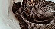 Bershka participe au concours pour gagner de l'argent avec cette photo : cat, tabby, sweater, cozy, indoor, pet, fur, whiskers, face, eyes, clothing, fabric, texture, warm, snug, bag, resting, animal, cute, domestic