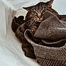 cat, tabby, sweater, cozy, indoor, pet, fur, whiskers, face, eyes, clothing, fabric, texture, warm, snug, bag, resting, animal, cute, domestic