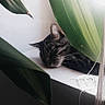 cat, sleeping, tabby, windowsill, leaf, plant, indoor, pet, resting, cozy, curtain, natural_light, fur, whiskers, quiet, relaxation, closeup, peaceful, domestic_animal, shaded