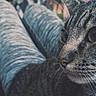 cat, tabby_cat, animal, pet, close_up, legs, pants, gray_pants, indoor, relaxing, feline, whiskers, fur, face, side_view, resting, cozy, comfort, domestic_animal, person