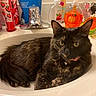 animal, bathroom, bottle, cat, closeup, collar, curious, domestic_animal, faucet, feline, fur, indoor, pet, pink_collar, relaxed, resting, sink, toiletries, tortoiseshell, yellow_eyes