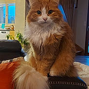 Joy a rejoint le concours — aidez-le/la à gagner de superbes lots ! cat, fluffy, orange, white, pet, indoor, couch, armrest, staircase, window, home, furniture, tail, domestic_cat, living_room, cozy, animal, portrait, sitting, fur