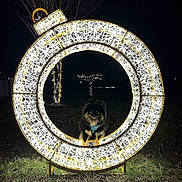 Toby is registered to the contest to win money with this photo: dog, puppy, black_dog, blue_harness, glowing_ornament, light_display, night, outdoor, grass, tree, fairy_lights, festive, holiday, decoration, cute, animal, pet, dark_background, illuminated, celebration