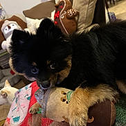 Toby is registered to the contest to win money with this photo: animal, black_and_tan, blanket, cat, close_up, coffee_cup_toy, couch, cozy, cute, dog, furry, holiday_decor, home, indoor, pet, pillow, playful, plush_toy, puppy, white_cat