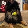 Toby is registered to the contest to win money with this photo: animal, black, carpet, christmas_stocking, close_up, curious_eyes, cute, dog, fluffy, furry, home, indoor, living_room, lying_down, pet, playing, pomeranian, tan, tennis_ball, toy