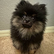 Toby is registered to the contest to win money with this photo: dog, puppy, pomeranian, fluffy, black, tan, carpet, indoor, pet, small_dog, cute, fur, animal, looking_up, adorable, companion, domestic_animal, standing, brown_paws, wall