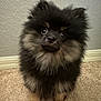 dog, puppy, pomeranian, fluffy, black, tan, carpet, indoor, pet, small_dog, cute, fur, animal, looking_up, adorable, companion, domestic_animal, standing, brown_paws, wall
