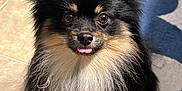 Toby joined the competition — help win amazing prizes! dog, pomeranian, fluffy, black, tan, tongue_out, pet, cute, small_dog, fur, indoor, rug, tile_floor, animal, portrait, looking_up, ears_up, adorable, companion, friendly