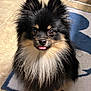 dog, pomeranian, fluffy, black, tan, tongue_out, pet, cute, small_dog, fur, indoor, rug, tile_floor, animal, portrait, looking_up, ears_up, adorable, companion, friendly
