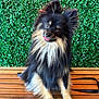 animal, black, cute, dog, ears_up, fluffy, fur, greenery, happy, leafy_background, outdoor, pet, playful, pomeranian, portrait, sitting, small_dog, tan, tongue_out, wooden_bench