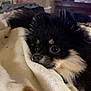 dog, pomeranian, black_fur, tan_fur, pet, animal, blanket, cozy, fur, indoor, cute, small_dog, resting, lying_down, soft_texture, close_up, face, nose, ears, whiskers