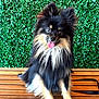 animal, bench, black, cute, dog, fluffy, fur, green_background, happy, leafy, outdoor, pet, playful, pomeranian, portrait, sitting, small_dog, tan, tongue_out, wooden_bench