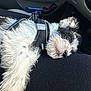 Atlas is registered to the contest to win money with this photo: dog, puppy, black_and_white_fur, dog_harness, car_interior, car_seat, lap, fur, whiskers, nose, paw, door_pocket, pedal, sunlight, sleeping, close_up, portrait, pet, small_dog, relaxed