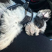Atlas joined the competition — help win amazing prizes! dog, puppy, pet, black_and_white, fur, harness, lap, car_interior, seat, close_up, eye, nose, ear, whiskers, relaxed, sleepy, texture, beard, leash, adorable