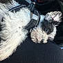 adorable, beard, black_and_white, car_interior, close_up, dog, ear, eye, fur, harness, lap, leash, nose, pet, puppy, relaxed, seat, sleepy, texture, whiskers