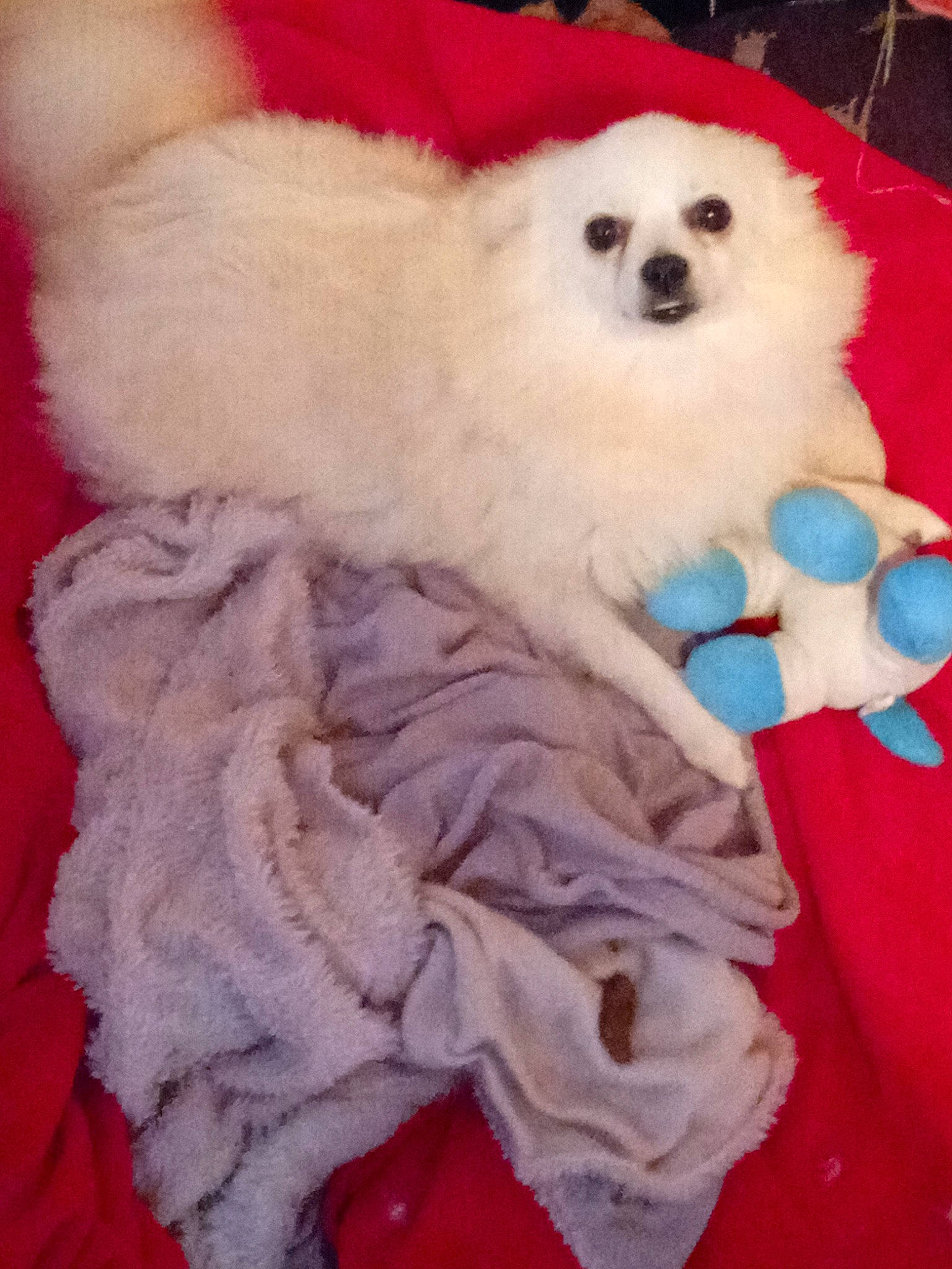 Neige a rejoint le concours — aidez-le/la à gagner de superbes lots ! canidae, carnivore, companion_dog, corgi_chihuahua, dog, dog_breed, dog_supply, fashion_accessory, fur, magenta, natural_material, non_sporting_group, pink, sporting_group, toy, toy_dog, working_animal