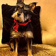 Txikiss participe au concours pour gagner de l'argent avec cette photo : animal, black_cushion, brown_eyes, companion, couch, cozy, curious, dog, ears_up, fluffy, furniture, furry, golden_upholstery, head_tilt, indoor, pet, portrait, red_bandana, sitting, small_dog