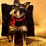animal, black_cushion, brown_eyes, companion, couch, cozy, curious, dog, ears_up, fluffy, furniture, furry, golden_upholstery, head_tilt, indoor, pet, portrait, red_bandana, sitting, small_dog