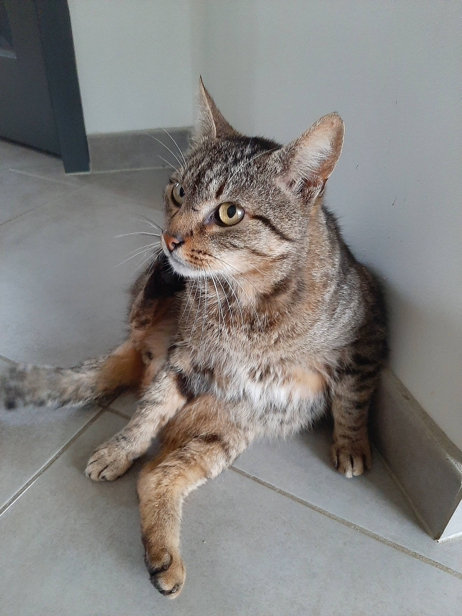 Atchoum a rejoint le concours — aidez-le/la à gagner de superbes lots ! aegean_cat, american_shorthair, asian, california_spangled, carnivore, cat, domestic_short_haired_cat, dragon_li, egyptian_mau, european_shorthair, felidae, kitten, mammal, ocicat, pixie_bob, small_to_medium_sized_cats, snout, tabby_cat, vertebrate, whiskers