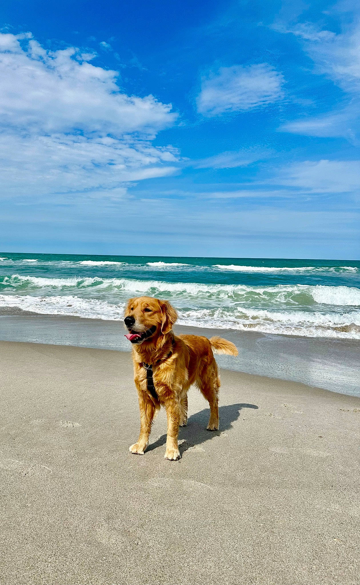 Dexter is registered to the contest to win money with this photo: ball, beach, blue, carnivore, cloud, collar, companion_dog, dog, dog_breed, fawn, horizon, landscape, leisure, ocean, sand, sky, sporting_group, tail, water, wood
