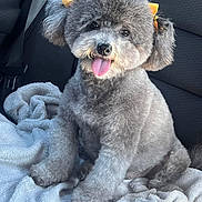 Chanel joined the competition — help win amazing prizes! adorable, animal, blanket, bow, canine, car_seat, companion, cute, dog, fluffy, fur, gray_fur, happy, indoor, pet, poodle, sitting, small_dog, tongue_out, yellow_bow
