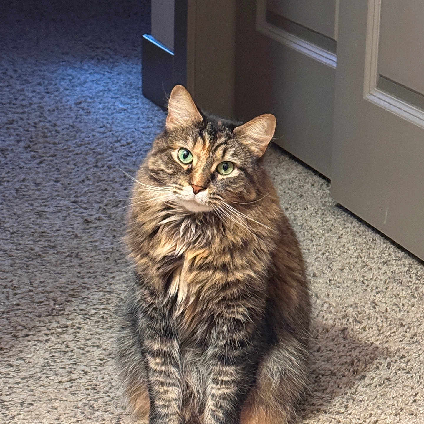 Meeko joined the competition — help win amazing prizes! cat, tabby_cat, green_eyes, fluffy_fur, sitting, carpet, indoor, door, pet, animal, feline, curious, attention, soft_light, home, domestic, cute, whiskers, ears, portrait