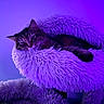 Meeko is registered to the contest to win money with this photo: cat, tabby_cat, fluffy_bed, purple_light, pet, indoor, relaxed, sleepy, fur, animal, cozy, resting, lounge, feline, cute, soft_texture, closeup, domestic_animal, comfortable, bed