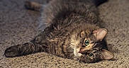 Meeko is registered to the contest to win money with this photo: cat, tabby_cat, indoor, carpet, fur, green_eyes, pet, animal, relaxed, lying_down, close_up, mammal, whiskers, cute, domestic_cat, feline, home, texture, floor, curious