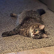 Meeko joined the competition — help win amazing prizes! cat, tabby_cat, green_eyes, lying_down, carpet, indoor, pet, fur, animal, relaxed, closeup, whiskers, ears, floor_tiles, cozy, domestic, feline, resting, cute, soft_light