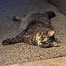 cat, tabby_cat, green_eyes, lying_down, carpet, indoor, pet, fur, animal, relaxed, closeup, whiskers, ears, floor_tiles, cozy, domestic, feline, resting, cute, soft_light
