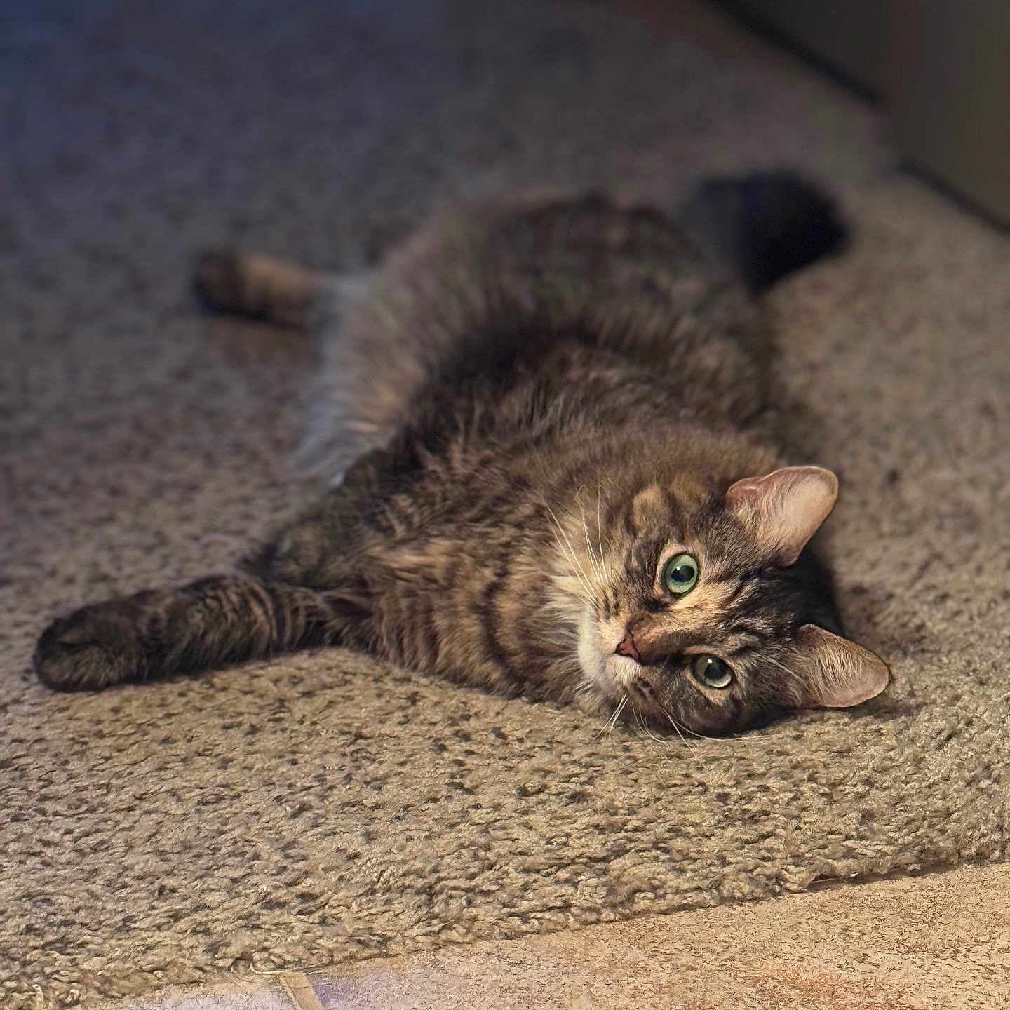 Meeko joined the competition — help win amazing prizes! cat, tabby_cat, green_eyes, lying_down, carpet, indoor, pet, fur, animal, relaxed, closeup, whiskers, ears, floor_tiles, cozy, domestic, feline, resting, cute, soft_light