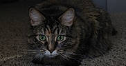 Meeko joined the competition — help win amazing prizes! cat, tabby, green_eyes, fur, whiskers, carpet, indoor, pet, animal, feline, crouching, focused, closeup, mammal, domestic_animal, cute, fluffy, brown, black, striped